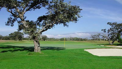Volcano Golf Course Tree